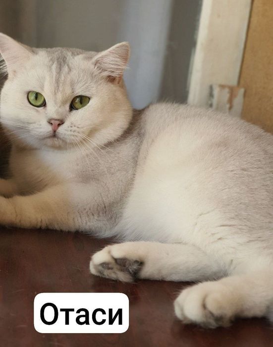 Serebrestiy shinshilla