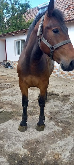 Mânz 1 an și 3 luni