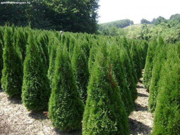 Tuia conica, smarald ( thuja occidentalis smaragd )