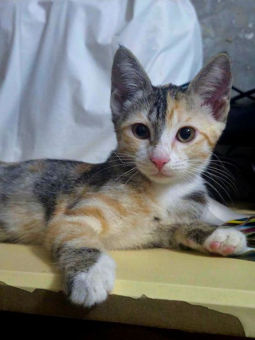 Котёнок даром в добрые руки