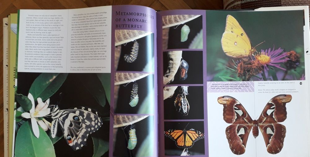 Album "Insecte", in limba engleza. Publicat in SUA