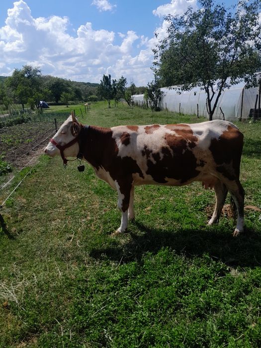 Se vinde vaca la  prima fatare cu 18 litri de lapte blinda si buna