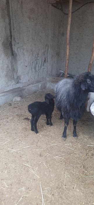 Она бола куй сотилади