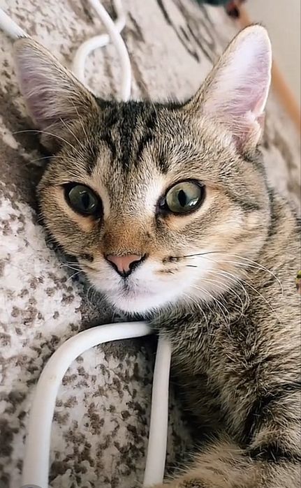 Отдам даром Кота 1 годик