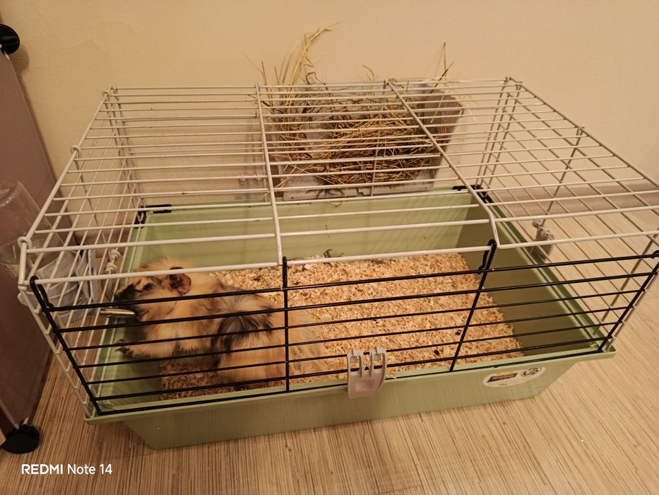 Морско свинче с клетка