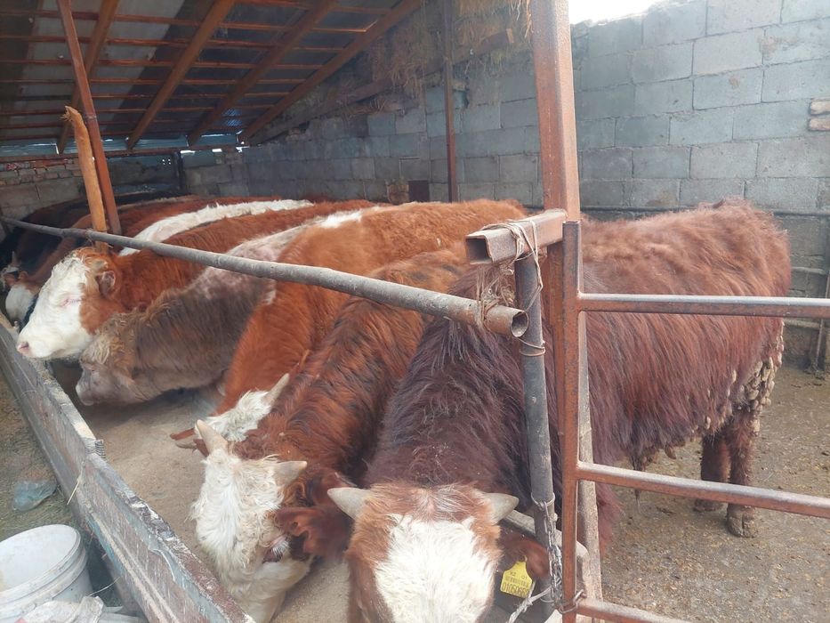 Продаются  бычки