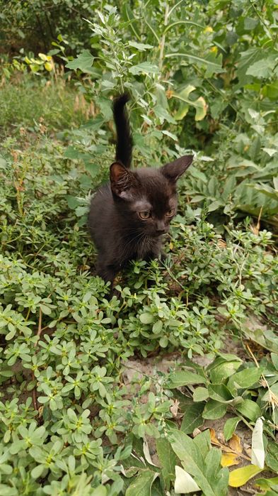 Котенка в добрые руки