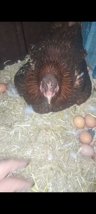 Несушка тауықтар ломан браун