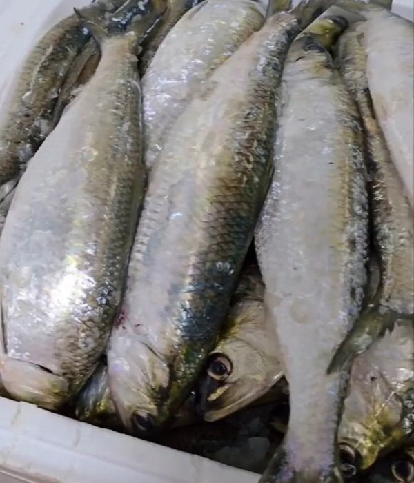 Scrumbie de Dunăre Proaspătă livrare la domiciliu