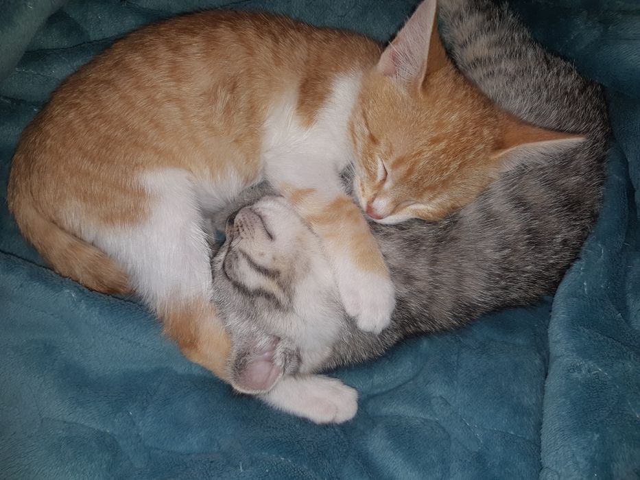 Кошка отдам хорошие руки