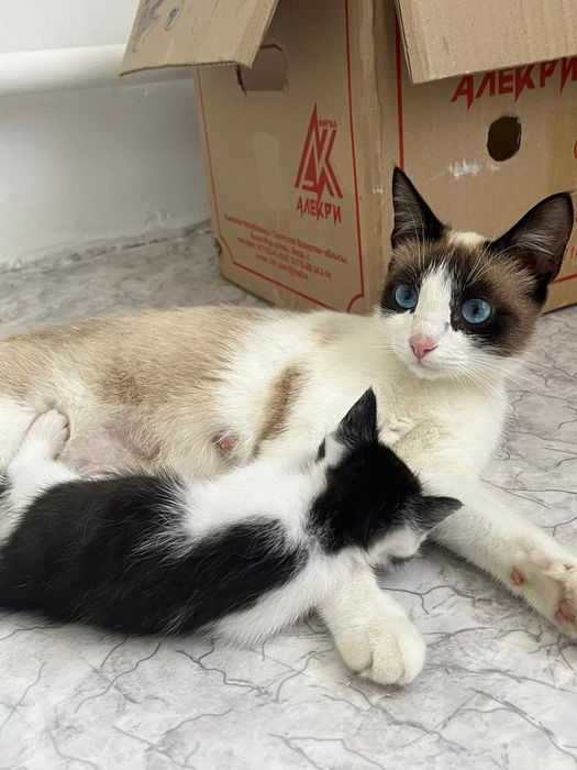 Отдам даром котят-девочек с мамой