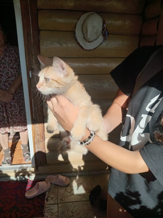 Ofer spre adopție 3 pisicuțe micuțe jucăușe