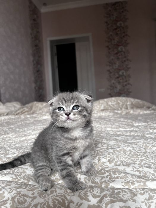 Кошки милые Скоттиш фолд Британский