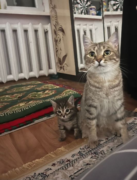 Котята обе девочка