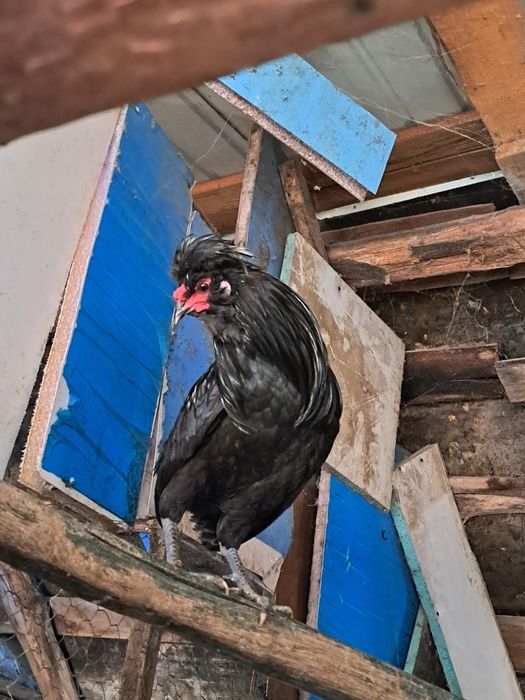 Cocosi de vanzare motati olandezi