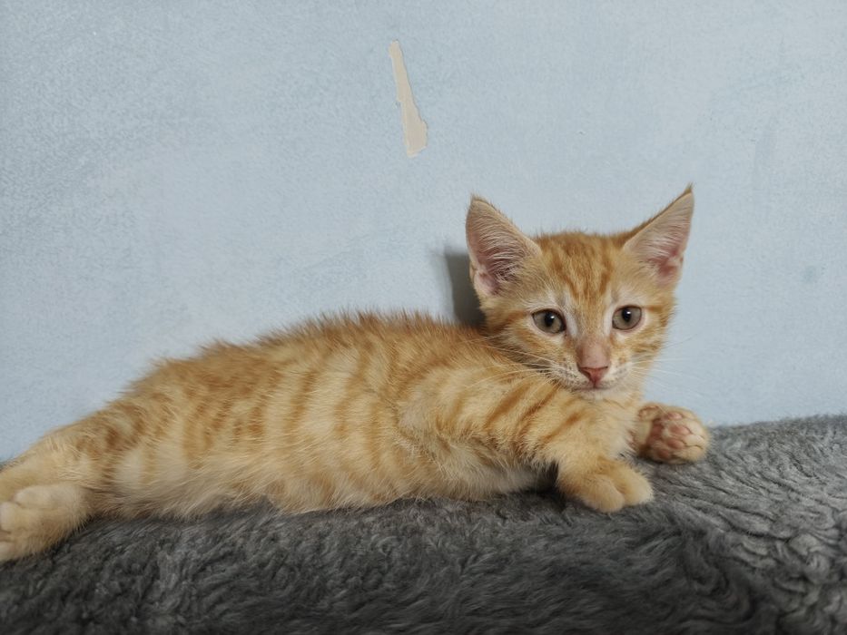 Отдам котят в хорошие руки