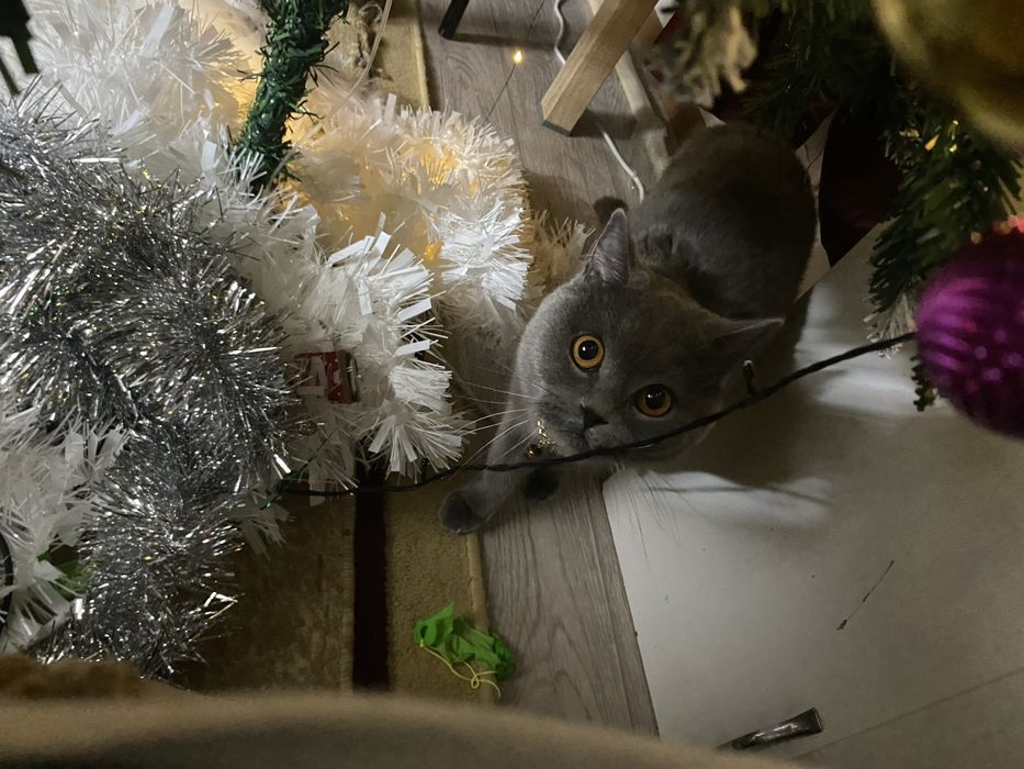 Отдам британку в добрые руки