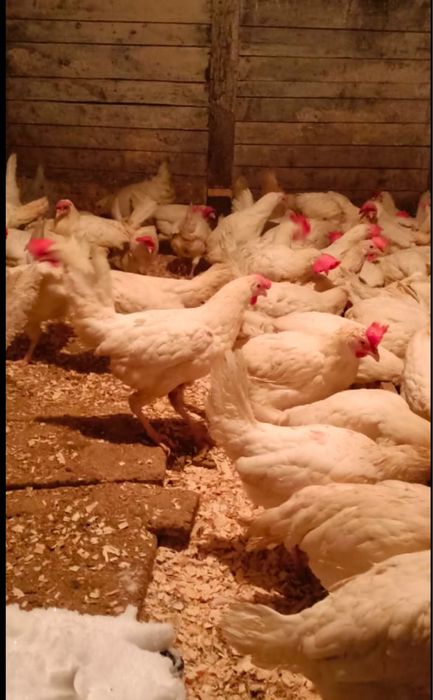 Прода. Поросят кур несушек