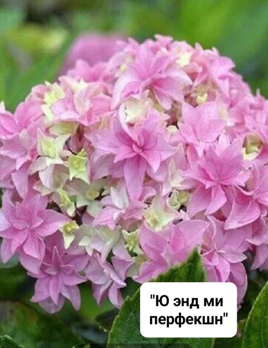 Крупнолистные  гортензии разных сортов.