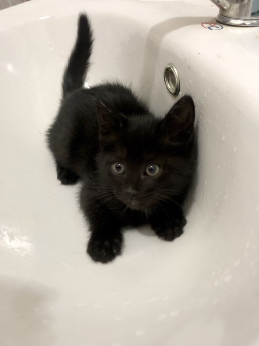 Отдам трёхмесячных котят даром Бесплатно