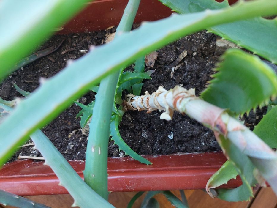 Алое Вера лечебно растение на 2 години