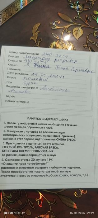 Продам лабрадора ретривера