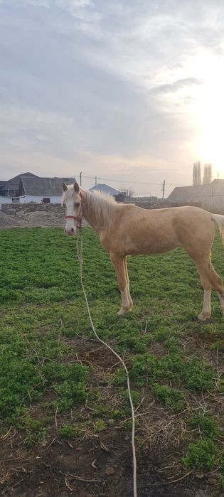 Продам   жеребца