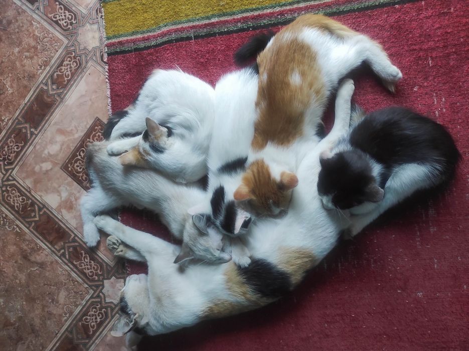 Котята отдам даром