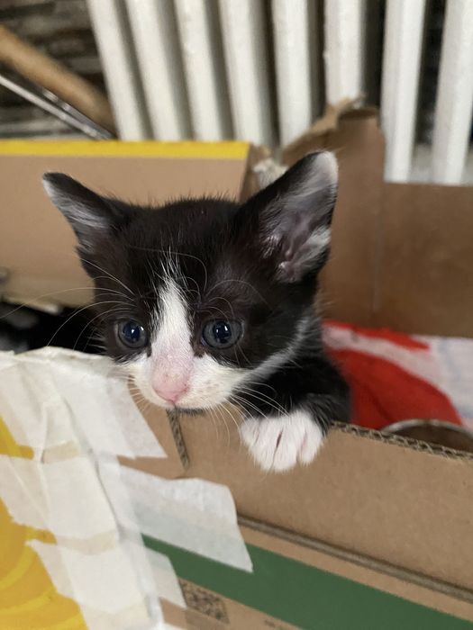 Puiuti adorabili spre adoptie