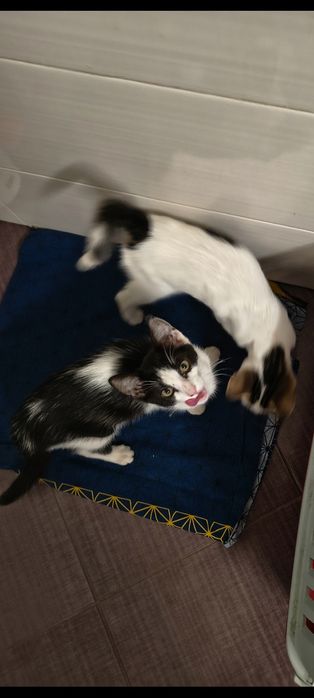Adopție pisici abandonate