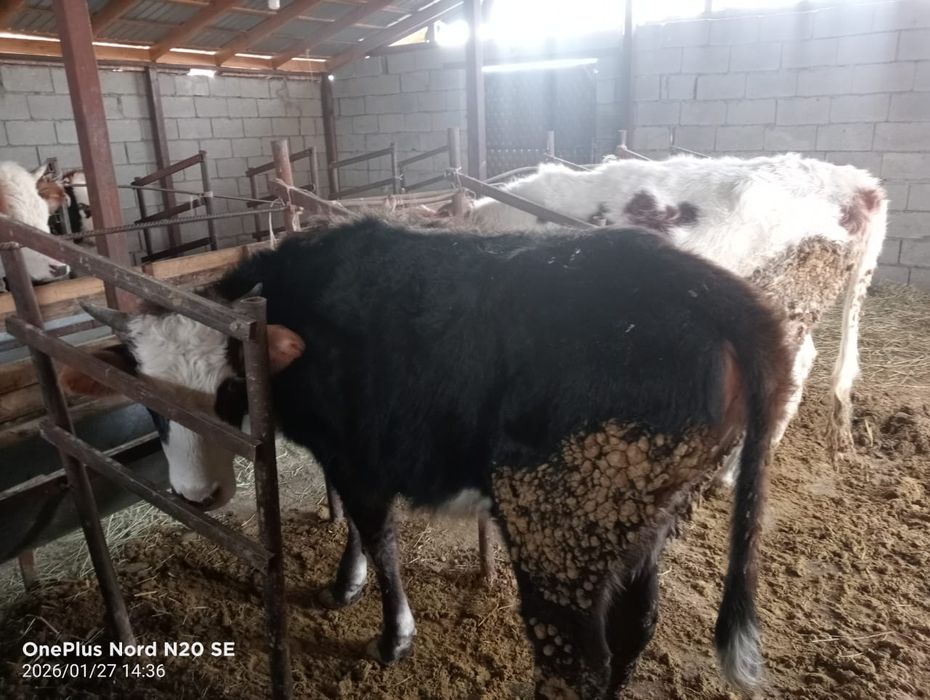 Здравствуйте Продам скот