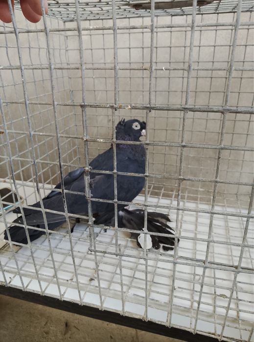 Голубка жучка от гулсары