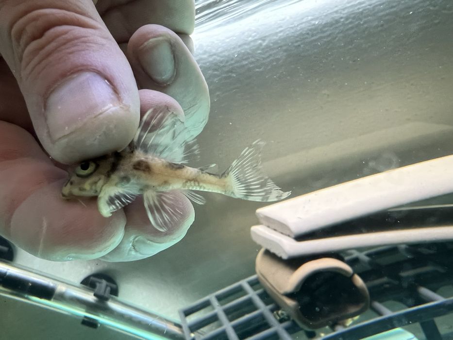 L333 gold,L333 albino,L401 ,L236 SW и SY