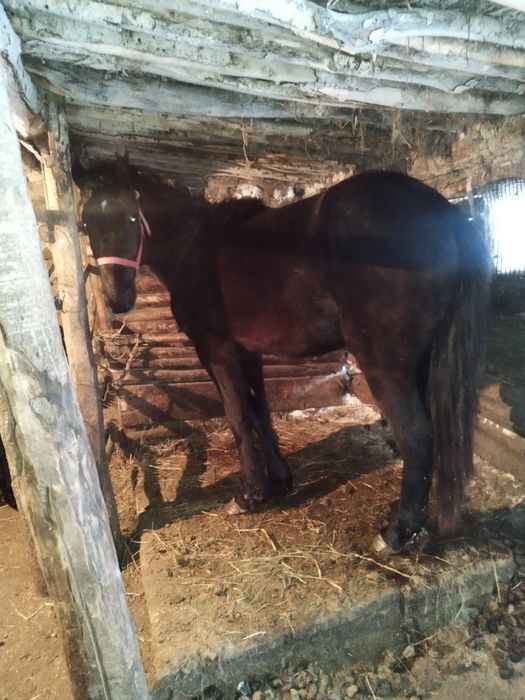 Продам продам кобылку