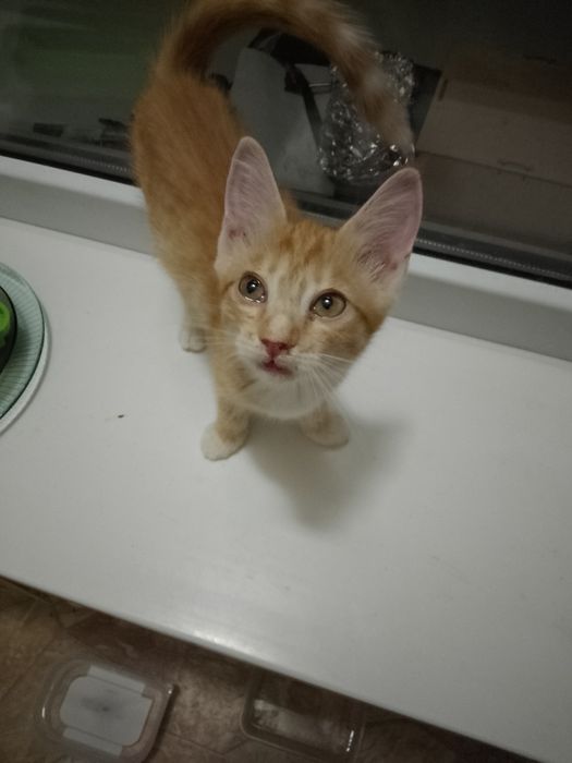 Котята ищут ДОБРЫЙ ДОМ