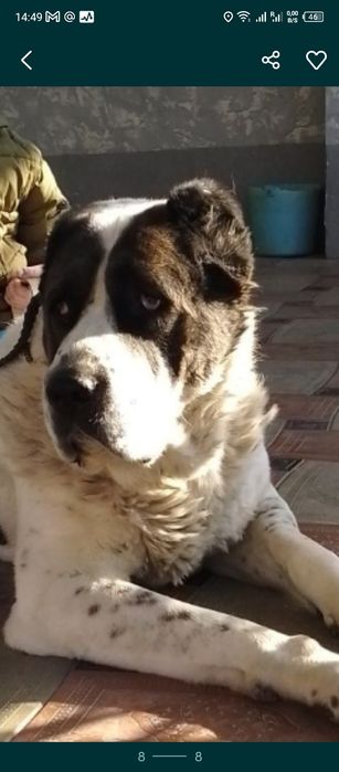 Вязка САО алабай(тобет)