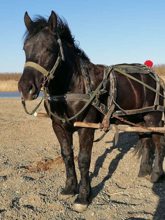 Vand armăsar de doi ani
