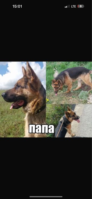 Европейский немецкий овчарка