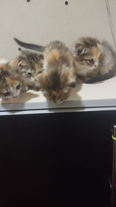 Котята на удачу,