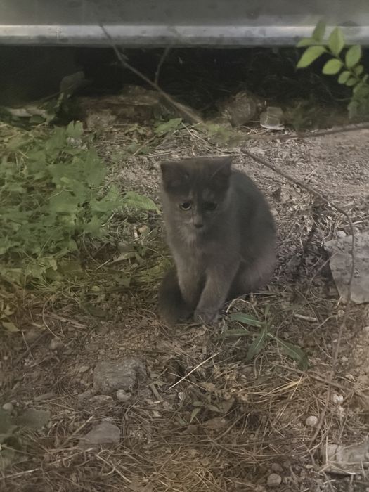 Котенок серый красивый беслптано