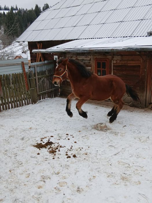 Vând mânz de 8 luni