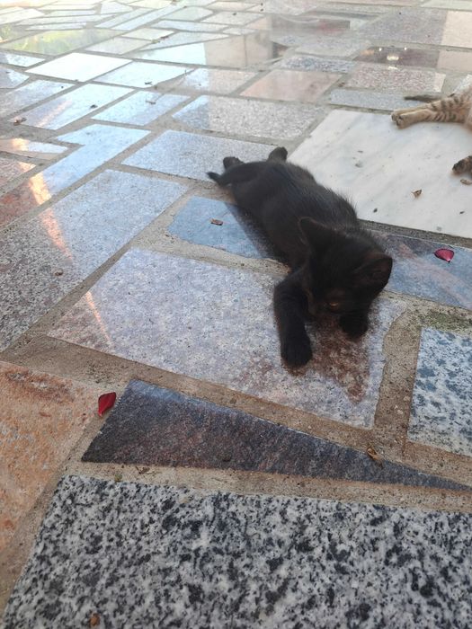 Pisici de adoptie