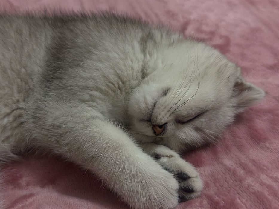 skotish fold 3 oylik mushuk