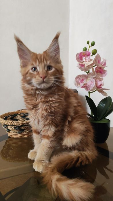 Продажа котят Мейн кунов