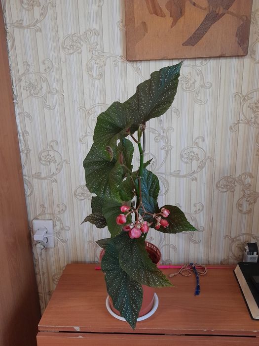 Бегонию коралловую продам