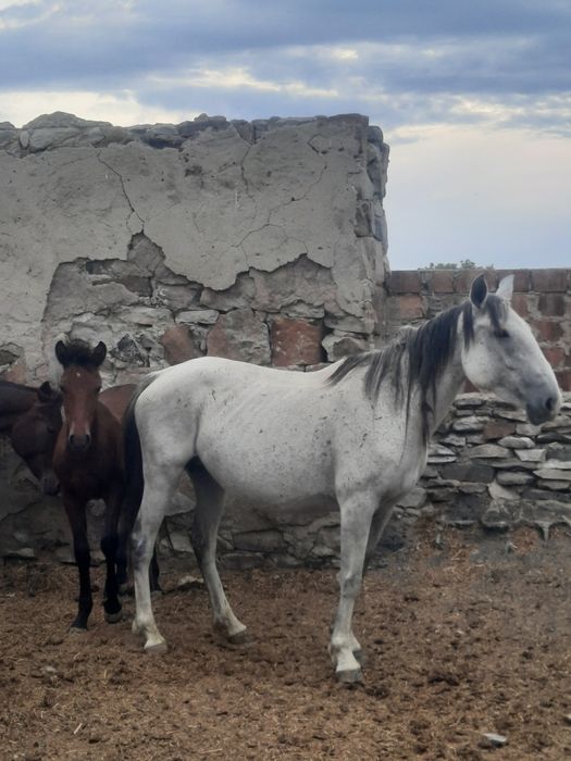 Продам кобылу с жеребенком