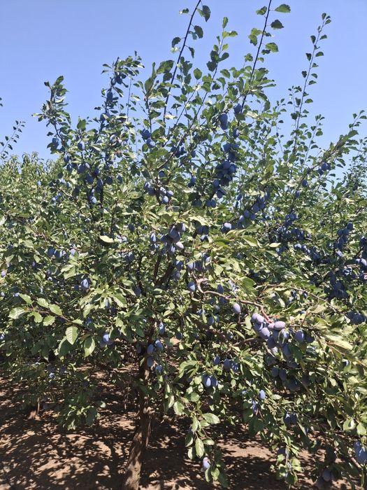 Prune sanatoase pentru consum gem compot si borhot