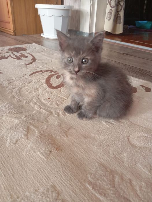 Ищут дом пушистые комочки!