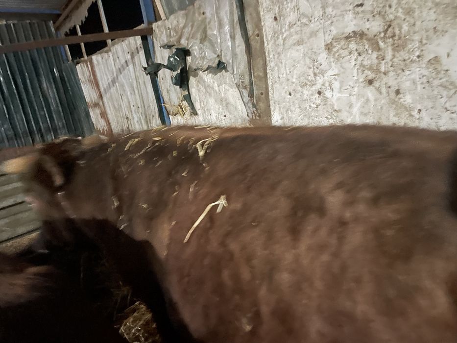 Продам быкм ……..