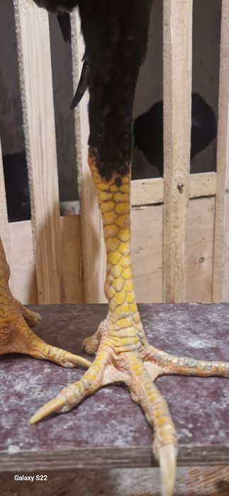 Дакан хинт майски